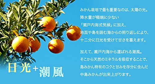 Amazon.co.jp: みかん 中島みかん みきゃん箱入り 赤秀 2L～2Sサイズ